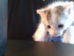 Shelter Stray Female Cat last seen EL CAMINO AVE/MISSION AVE, CARMICHAEL CA 95608, 3839 Bradshaw Rd, Sacramento, CA 95827, USA