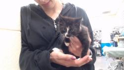 Shelter Stray Female Cat last seen Near BLOCK W BAYAUD AVE, DENVER CO 80223, 1241 W Bayaud Ave, Denver, CO 80223, USA