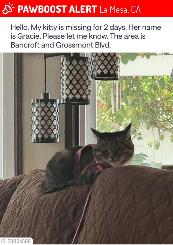 Lost Female Cat last seen Bancroft Dr, La Mesa, CA 91941