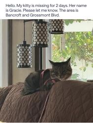Lost Female Cat last seen Bancroft Dr, La Mesa, CA 91941