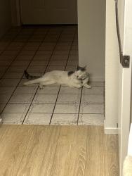 Reunited Male Cat last seen Marlene Ave, Redding, Ca, Redding, CA 96002