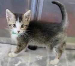 Shelter Stray Male Cat last seen , 14409 Vanowen St, Van Nuys, CA 91405, USA