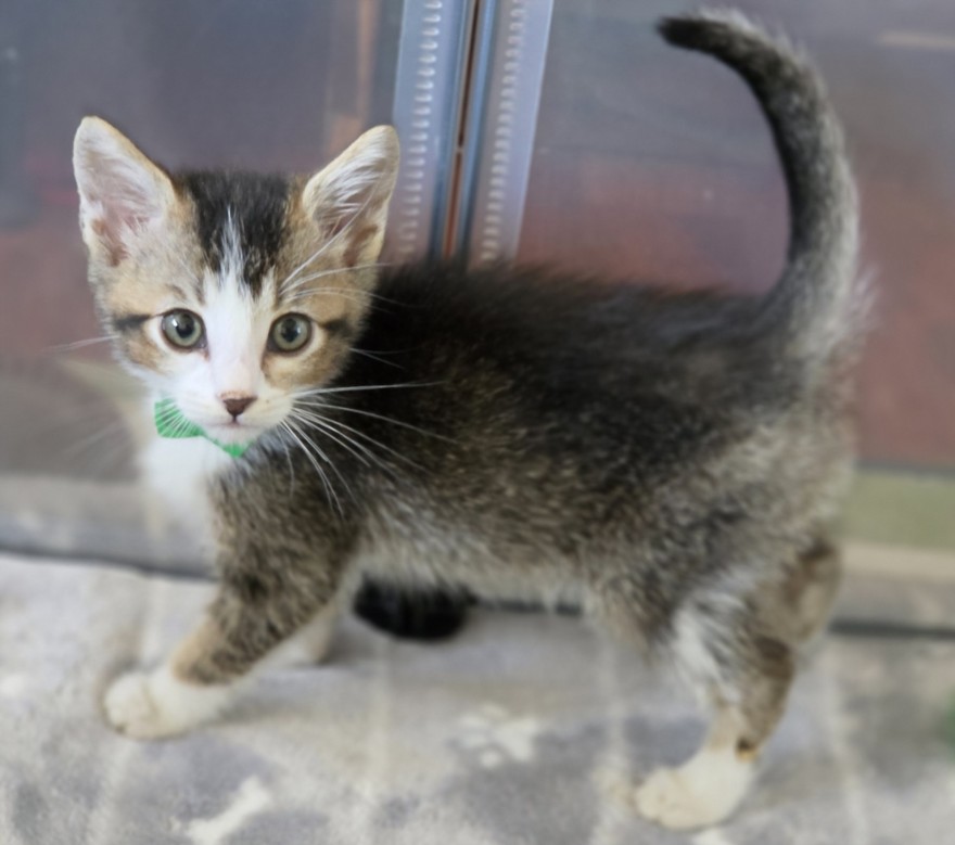Shelter Stray Male Cat last seen , 14409 Vanowen St, Van Nuys, CA 91405, USA