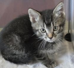Shelter Stray Male Cat last seen , 14409 Vanowen St, Van Nuys, CA 91405, USA