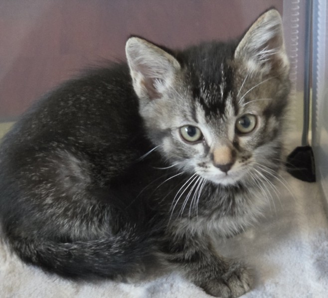 Shelter Stray Male Cat last seen , 14409 Vanowen St, Van Nuys, CA 91405, USA