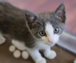 Shelter Stray Female Cat last seen , 14409 Vanowen St, Van Nuys, CA 91405, USA