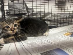 Shelter Stray Female Cat last seen , 14409 Vanowen St, Van Nuys, CA 91405, USA