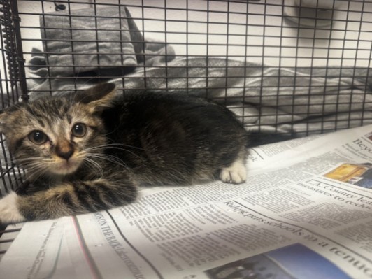 Shelter Stray Female Cat last seen , 14409 Vanowen St, Van Nuys, CA 91405, USA