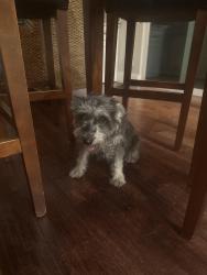 Reunited Female Dog last seen Silver Fox/Tigertail Drive, Los Alamitos, CA 90720