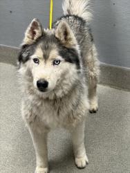Shelter Stray Male Dog last seen RUSSELL AND JONES, 655 N Mojave Rd, Las Vegas, NV 89101, USA