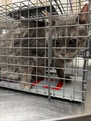 Shelter Stray Male Cat last seen Near BLOCK S NELLIS BLVD, LAS VEGAS NV 89121, 655 N Mojave Rd, Las Vegas, NV 89101, USA
