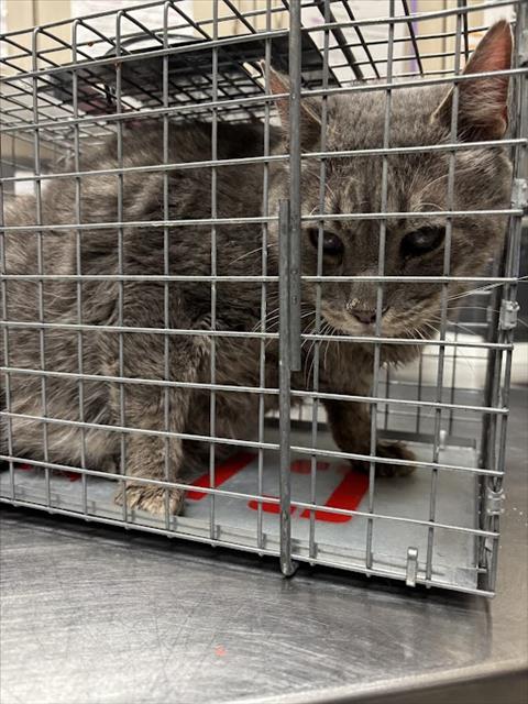 Shelter Stray Male Cat last seen Near BLOCK S NELLIS BLVD, LAS VEGAS NV 89121, 655 N Mojave Rd, Las Vegas, NV 89101, USA
