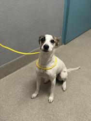 Shelter Stray Female Dog last seen Near BLOCK BOULDER HWY, LAS VEGAS NV 89122, 655 N Mojave Rd, Las Vegas, NV 89101, USA