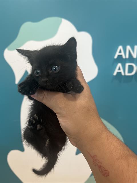 Shelter Stray Female Cat last seen , 8311 Freedom Dr, Pearland, TX 77581, USA