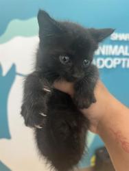 Shelter Stray Male Cat last seen , 8311 Freedom Dr, Pearland, TX 77581, USA