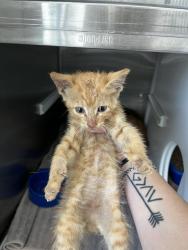 Shelter Stray Male Cat last seen FITE RD, 8311 Freedom Dr, Pearland, TX 77581, USA