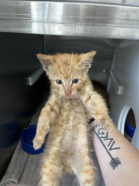 Shelter Stray Male Cat last seen FITE RD, 8311 Freedom Dr, Pearland, TX 77581, USA