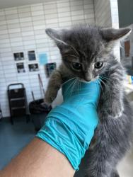 Shelter Stray Male Cat last seen GARDEN RD, 8311 Freedom Dr, Pearland, TX 77581, USA