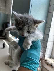 Shelter Stray Female Cat last seen GARDEN RD, 8311 Freedom Dr, Pearland, TX 77581, USA