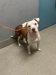 Shelter Stray Female Dog last seen Near BLOCK E HARMON AVE, LAS VEGAS NV 89169, 655 N Mojave Rd, Las Vegas, NV 89101, USA