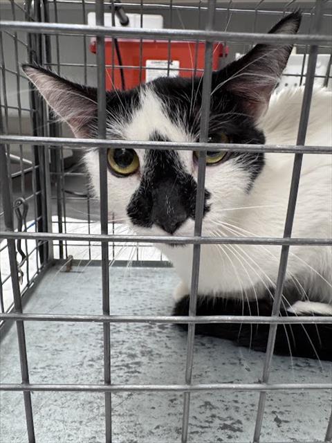 Shelter Stray Female Cat last seen Near BLOCK E CENTENNIAL PKWY, NORTH LAS VEGAS NV 89084, 655 N Mojave Rd, Las Vegas, NV 89101, USA