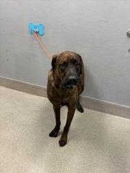 Shelter Stray Male Dog last seen MOJAVE AND WASHINGTON, 655 N Mojave Rd, Las Vegas, NV 89101, USA