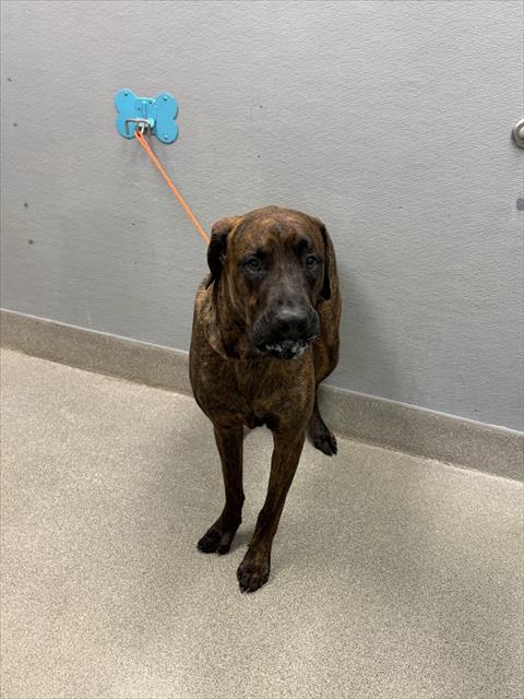 Shelter Stray Male Dog last seen MOJAVE AND WASHINGTON, 655 N Mojave Rd, Las Vegas, NV 89101, USA