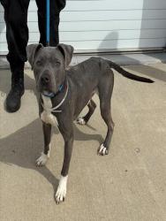 Shelter Stray Male Dog last seen Near BLOCK HOWARD ST, 3528 Newburg Rd, Louisville, KY 40218, USA