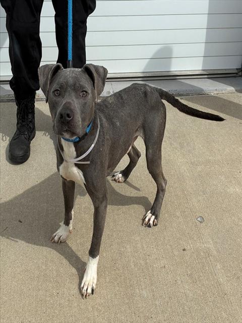 Shelter Stray Male Dog last seen Near BLOCK HOWARD ST, 3528 Newburg Rd, Louisville, KY 40218, USA