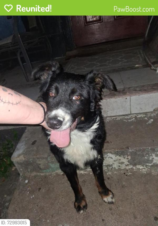 Reunited Unknown Dog last seen Runnels, Fort Worth, TX 76106