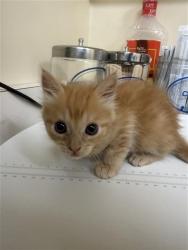 Shelter Stray Female Cat last seen IRVINGTON HIGHSCHOOL, 1950 Stevenson Blvd, Fremont, CA 94538, USA