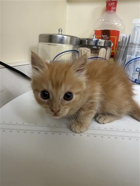 Shelter Stray Female Cat last seen IRVINGTON HIGHSCHOOL, 1950 Stevenson Blvd, Fremont, CA 94538, USA