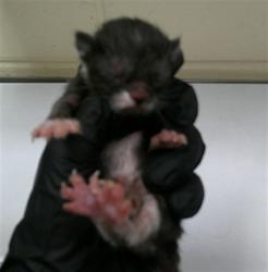 Shelter Stray Female Cat last seen , 232 Eslinger Way, Sanford, FL 32773, USA