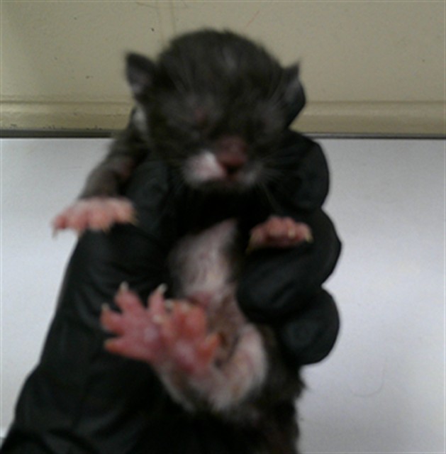 Shelter Stray Female Cat last seen , 232 Eslinger Way, Sanford, FL 32773, USA