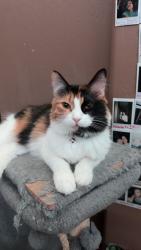 Reunited Female Cat last seen 73rd ave and Red Hawk Dr, Peoria, AZ 85383