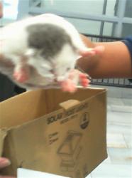 Shelter Stray Female Cat last seen CHARLOTTE, 8315 Byrum Dr, Charlotte, NC 28217, USA