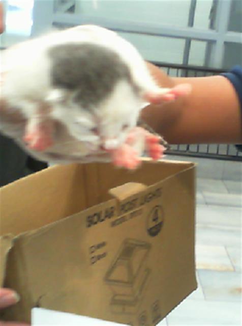 Shelter Stray Female Cat last seen CHARLOTTE, 8315 Byrum Dr, Charlotte, NC 28217, USA