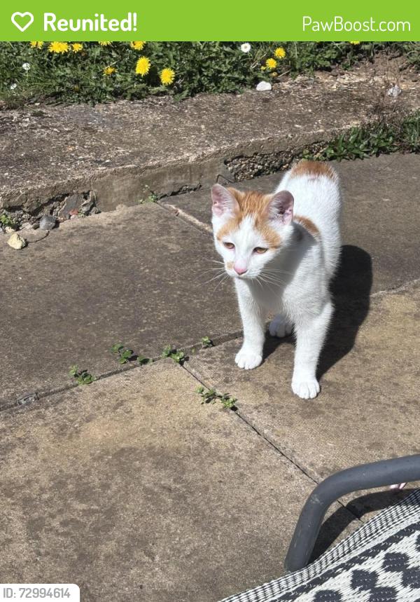 Reunited Male Cat last seen Balmoral road, West Northamptonshire, England NN2 6JU