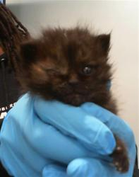 Shelter Stray Female Cat last seen CHARLOTTE, 8315 Byrum Dr, Charlotte, NC 28217, USA