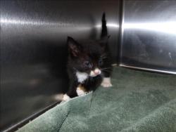 Shelter Stray Female Cat last seen , 11361 W Pico Blvd, Los Angeles, CA 90064, USA