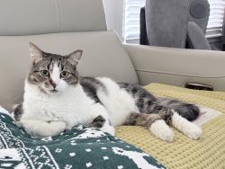 Lost Male Cat last seen Near Avalon Blvd Spc 256, Carson, CA 90746