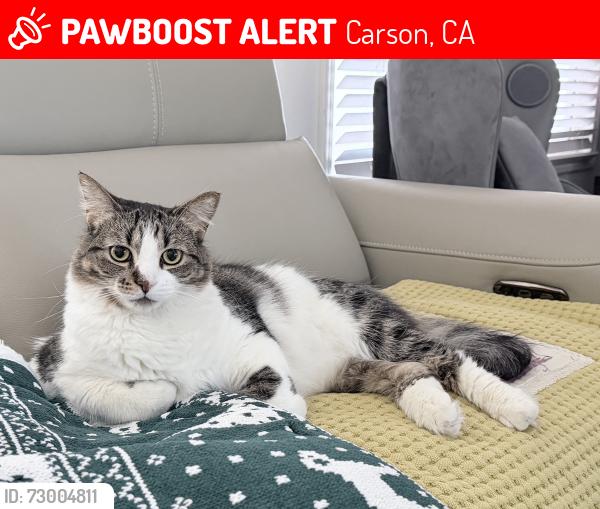 Lost Male Cat last seen Near Avalon Blvd Spc 256, Carson, CA 90746