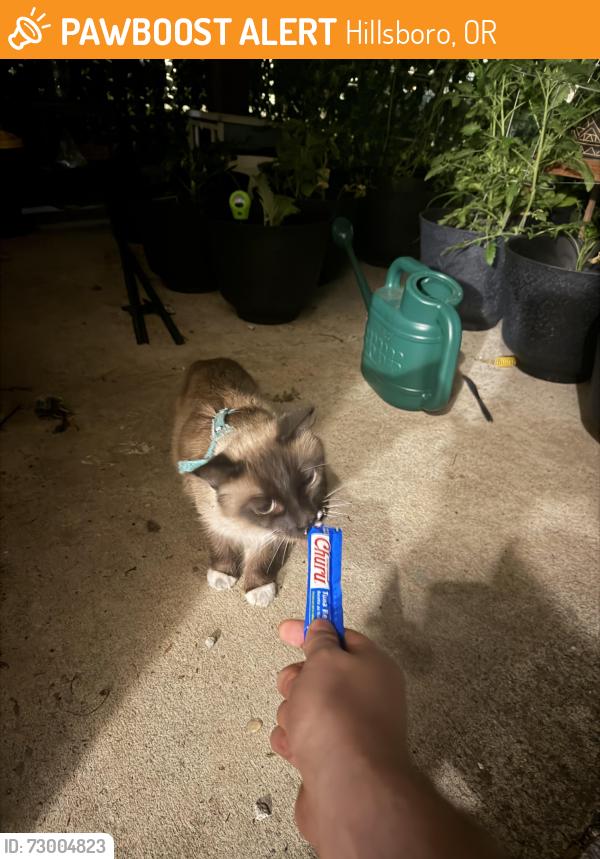 Found/Stray Unknown Cat last seen Off John Olsen near Cornell. Commons at Verandas building 16, Hillsboro, OR 97124