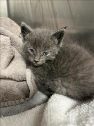 Shelter Stray Male Cat last seen , 957 N Gaffey St, San Pedro, CA 90731, USA