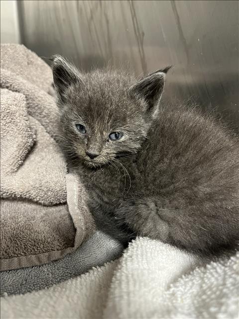 Shelter Stray Male Cat last seen , 957 N Gaffey St, San Pedro, CA 90731, USA