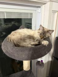 Reunited Female Cat last seen Near Welles Ave, Boston, MA 02124