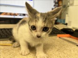 Shelter Stray Female Cat last seen , 957 N Gaffey St, San Pedro, CA 90731, USA