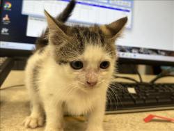 Shelter Stray Female Cat last seen , 957 N Gaffey St, San Pedro, CA 90731, USA