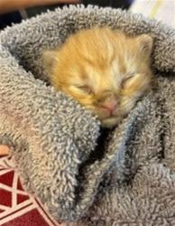 Shelter Stray Male Cat last seen RETURN, 2020 Forest St, Jacksonville, FL 32204, USA