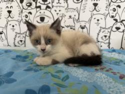 Shelter Stray Male Cat last seen , 957 N Gaffey St, San Pedro, CA 90731, USA